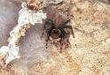 Hypoblemum_albovittatum_F2394_D_85_HW 43 _Nieuw-Zeeland